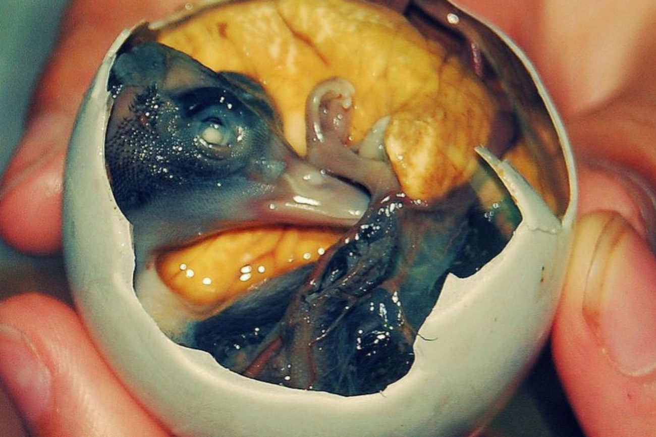 10 foods that will surprise you — Balut