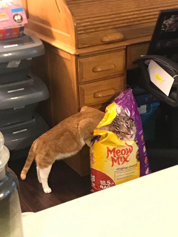 Fotos hechas en el momento perfecto - El gato que parece estar estampado en el paquete de su propia comida mientras intenta comer directamente de ella