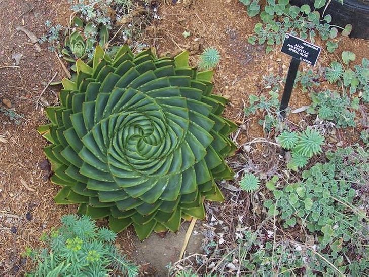 Fotos hechas en el momento perfecto - Nunca has visto una planta que haya crecido con una forma tan hipnótica