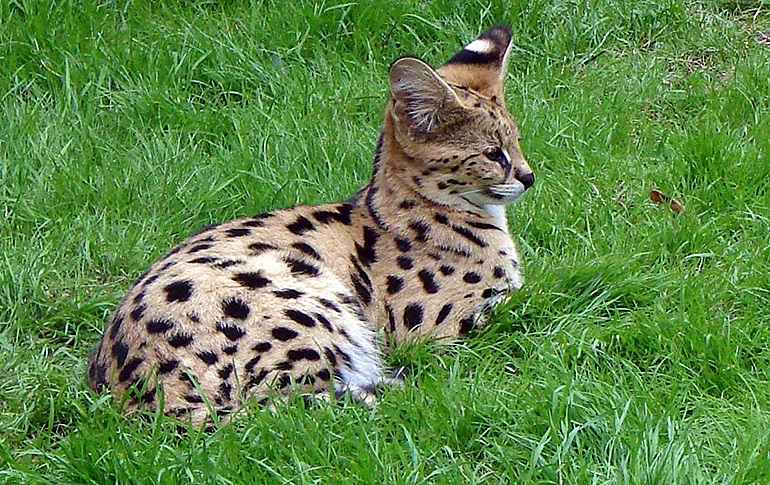 11 animales híbridos que te sorprenderán - Gato Savannah