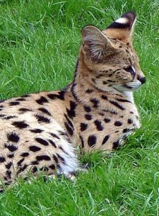11 Hybrid Animals that will surprise you - Cover