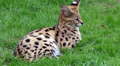 11 überraschende Tierkreuzungen - Top Trendly