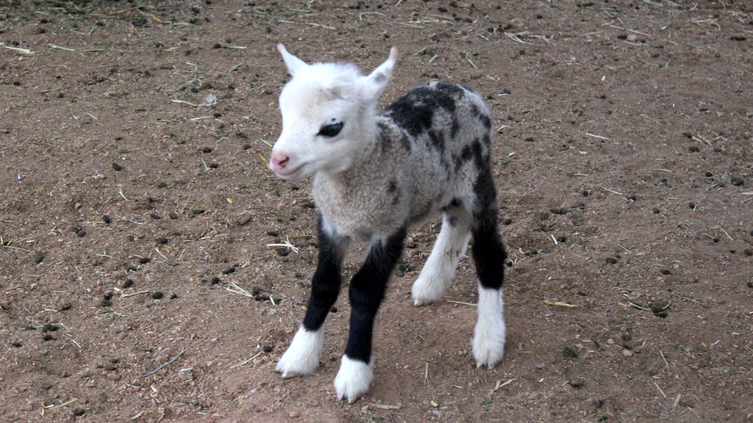 11 überraschende Tierkreuzungen - Schiege