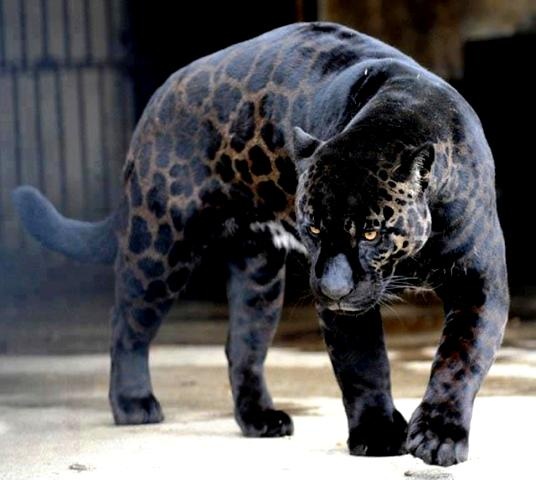 11 überraschende Tierkreuzungen - Jaglion