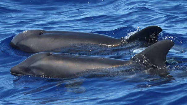 11 überraschende Tierkreuzungen - Wolphin