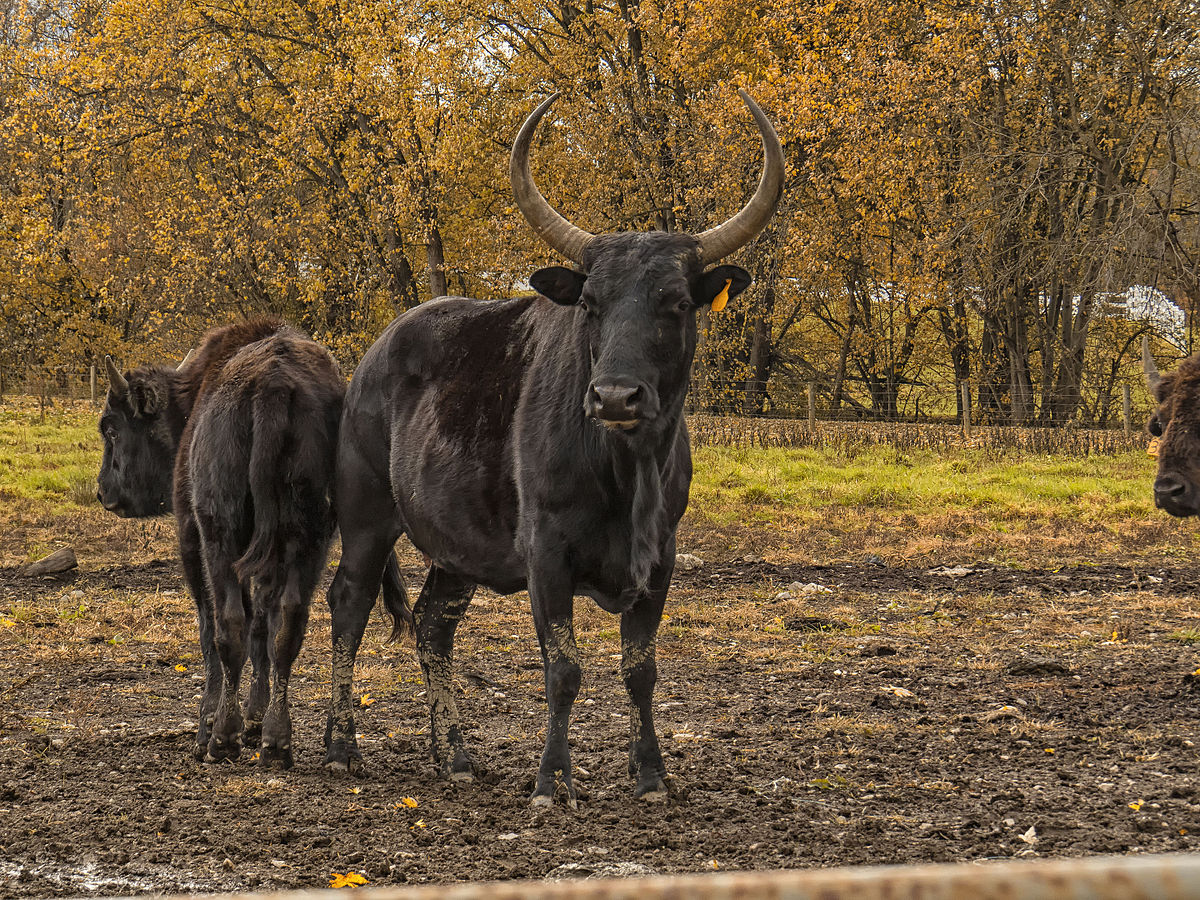 11 animales híbridos que te sorprenderán - Beefalo