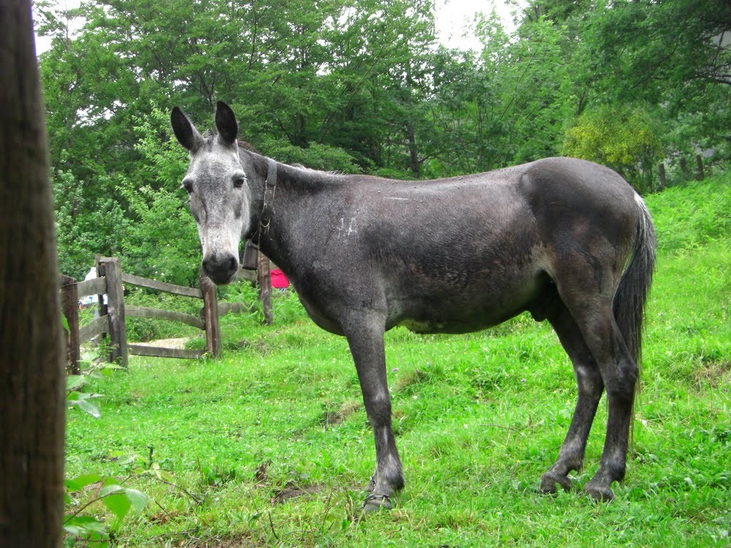 11 überraschende Tierkreuzungen - Maulesel