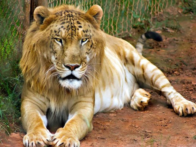 11 animales híbridos que te sorprenderán - Ligre
