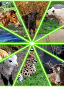 11 Hybrid Animals that will surprise you