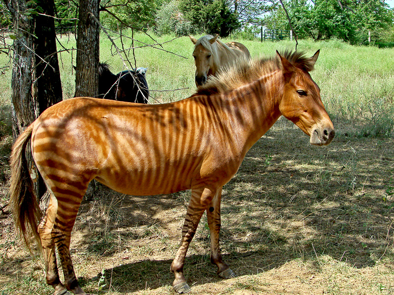 11 überraschende Tierkreuzungen - Zebroid