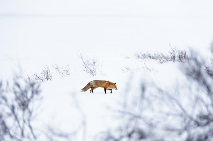 Los 9 lugares más fríos del mundo para vivir - Snag, Yukon, Canadá