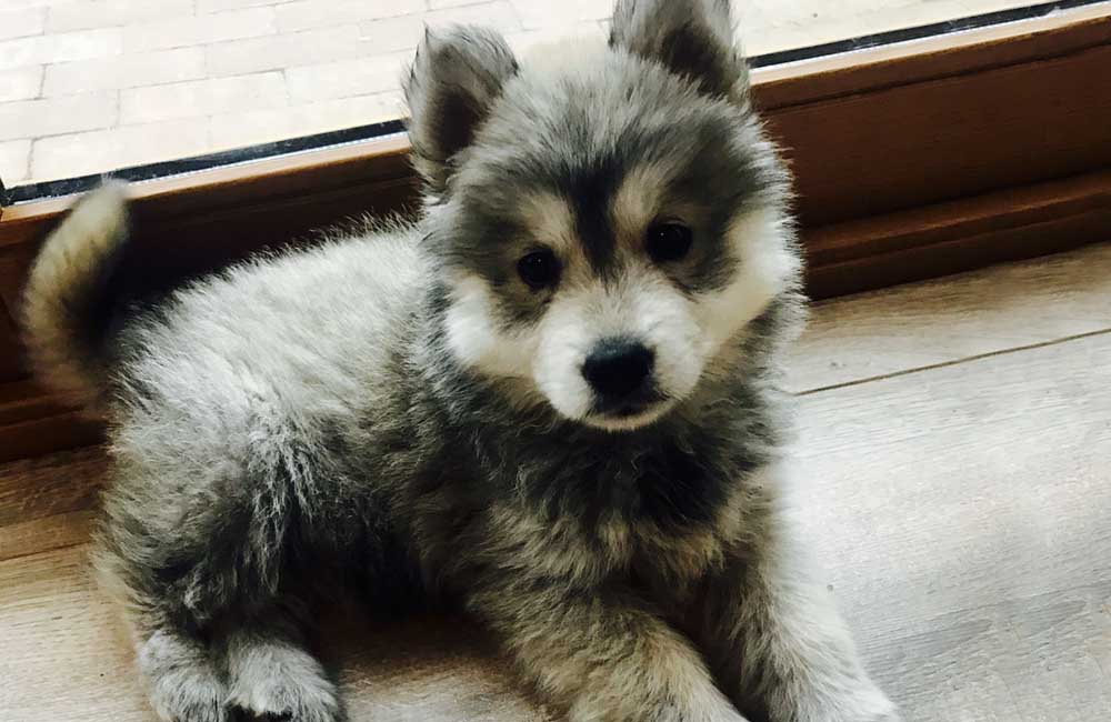 The world's most expensive mixed-breed dogs - Chusky: Husky and Chow Chow, $500 - $1,000