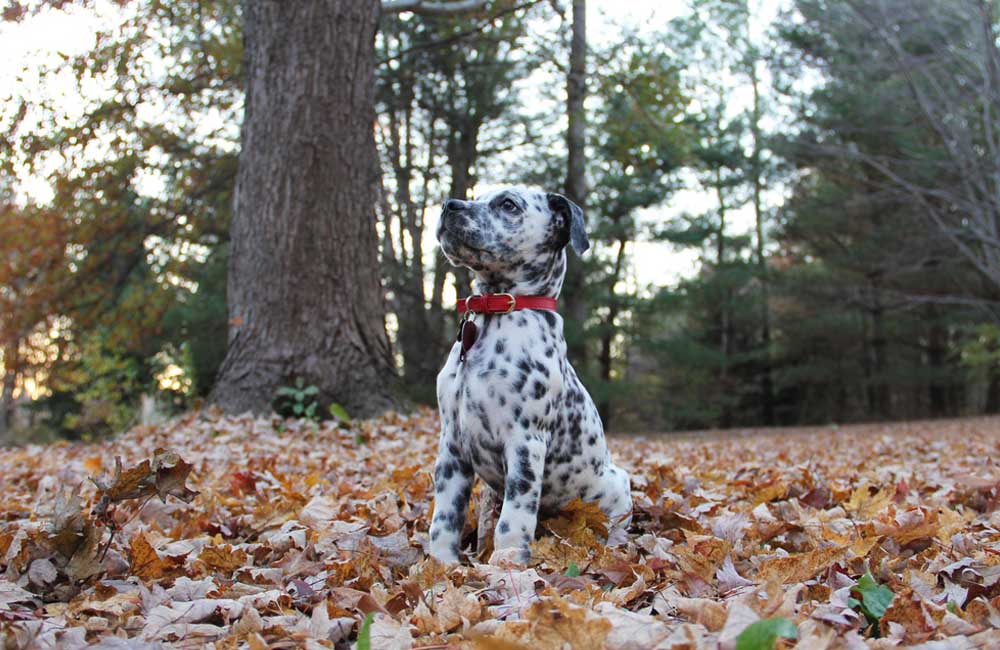 Les croisements de chiens les plus chers au monde - Bullmation: Bulldog et Dalmatien | 300$ - 600$