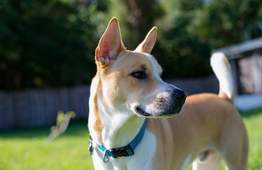 Les croisements de chiens les plus chers au monde - Pitsky : Husky et Pitbull, $500- $2,000