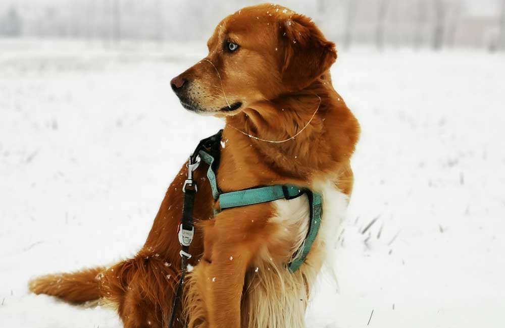 Les croisements de chiens les plus chers au monde - Goberian : Golden Retriever et Husky, $250- $1,500