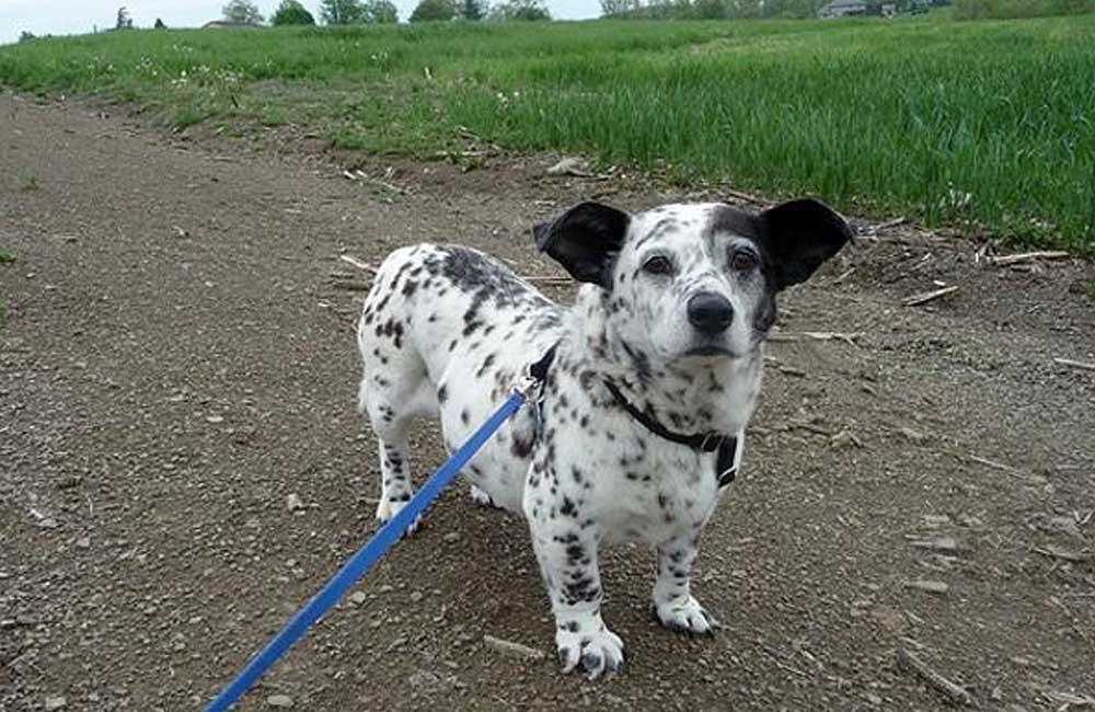 The world's most expensive mixed-breed dogs - Corgi-Dalmation: Does it really need an explanation? $350- $700