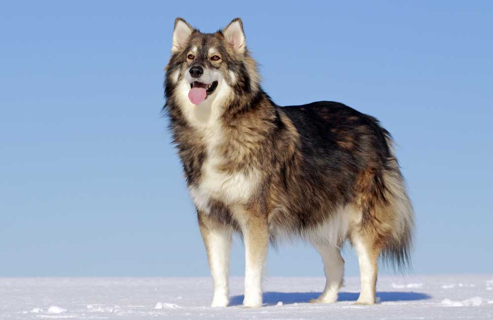 Die teuersten Mischlingshunde der Welt - Utonogan: Husky, Deutscher Schäferhund und Alaskischer Malamute, $1.000 +