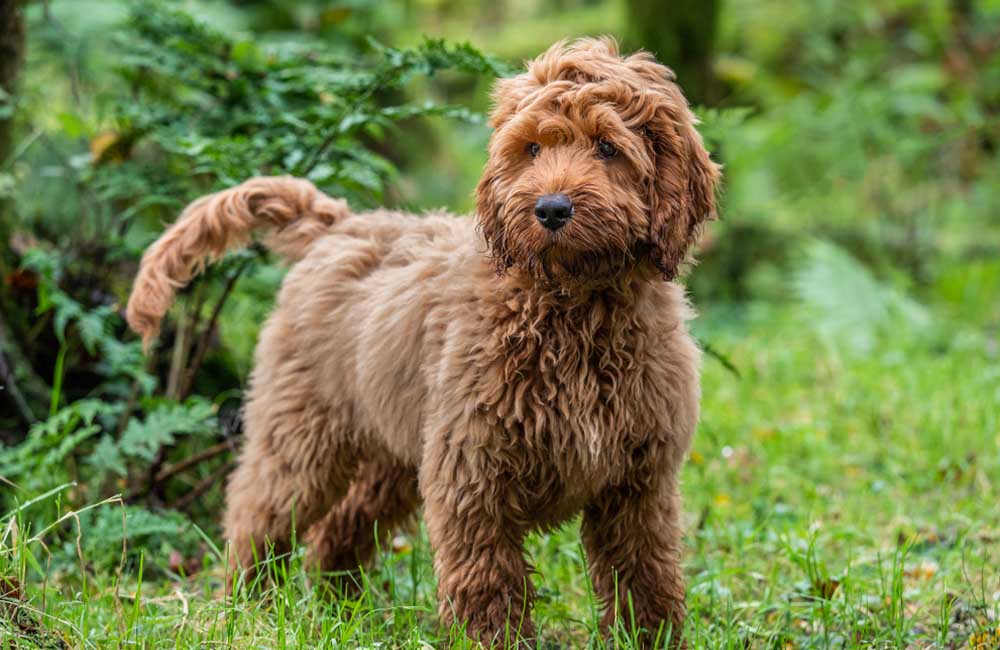 The world's most expensive mixed-breed dogs - Cockapoo: Cocker Spaniel and Poodle, $900 - $2,500
