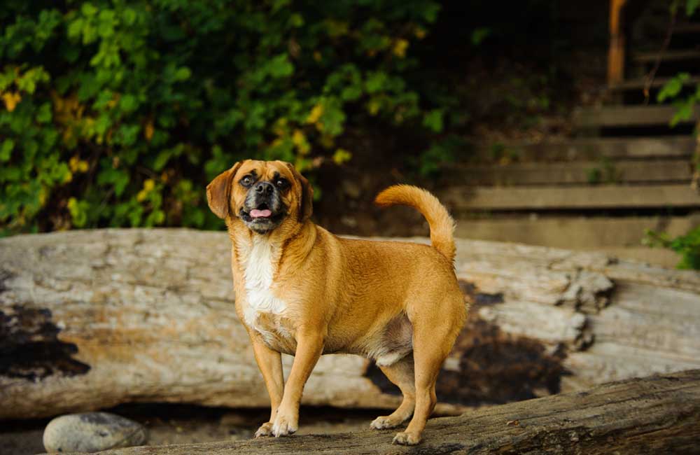 Die teuersten Mischlingshunde der Welt - Puggle: Mops und Beagle, $1.500- $2.000