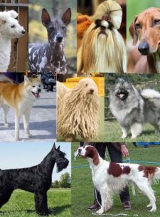 Los perros de raza cruzada más caros del mundo - Portada