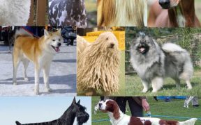 Die teuersten Mischlingshunde der Welt - Titelbild