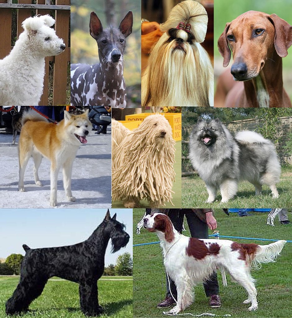 The world's most expensive mixed-breed dogs - Cover
