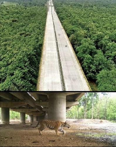 Seize Photos Fascinantes de Choses Peu Ordinaires - A Travers la Jungle