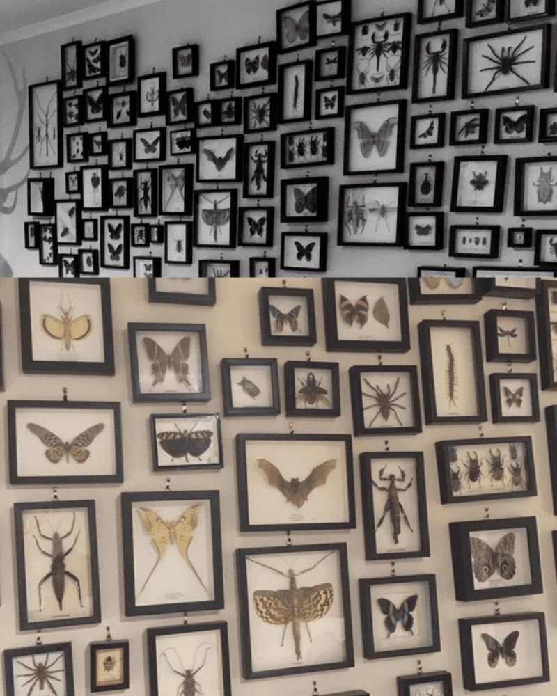 20 Impressive Collections You Never Imagined Existed - Wildlife