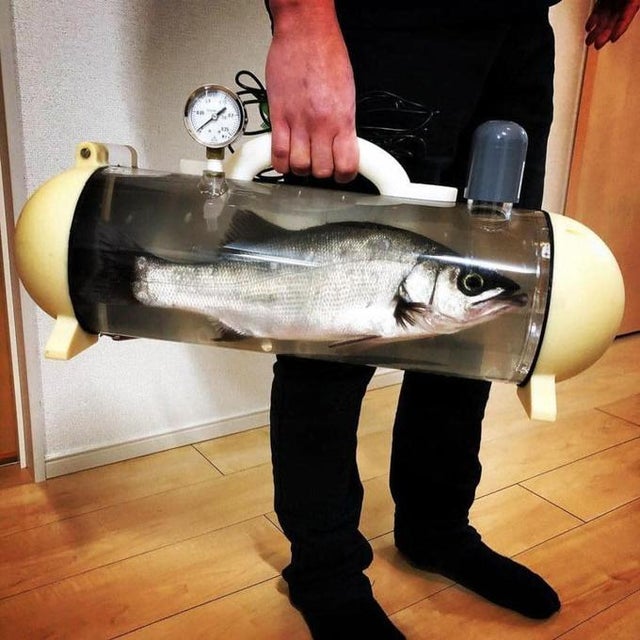 Seize Photos Fascinantes de Choses Peu Ordinaires - Poisson en Voyage