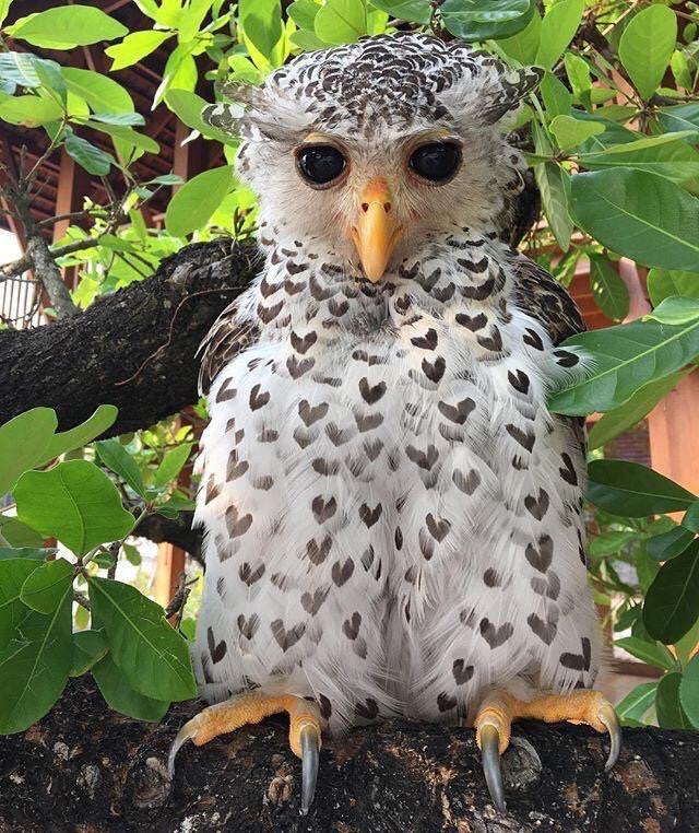Seize Photos Fascinantes de Choses Peu Ordinaires - Hibou dans sa Robe de Cœurs