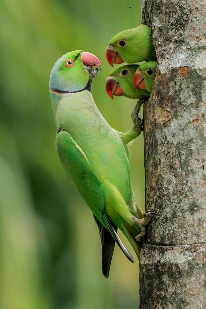 Incroyables Photos de la Vie Sauvage -Les Perruchons de confinement