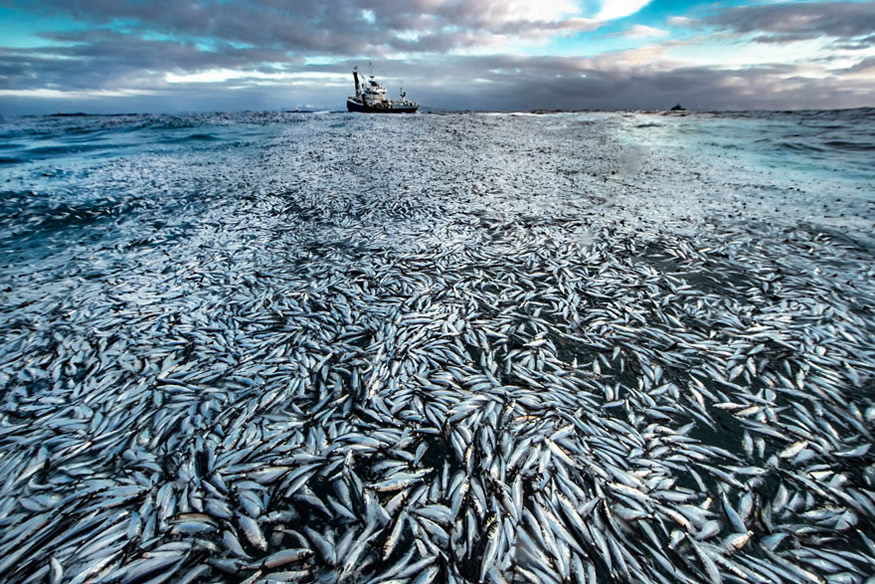 Unglaubliche Tierbilder - Zerrissenes Fischernetz