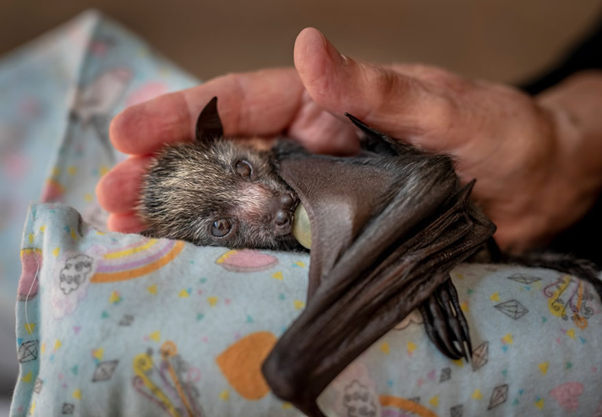 Unglaubliche Tierbilder - Die pflegende Hand
