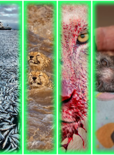 Incredible Wildlife Photos - Cover