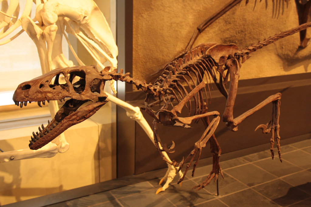 10 descubrimientos arqueológicos que cambiaron la historia - Megalosaurus