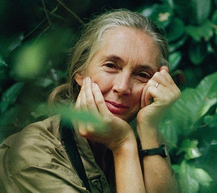 Las 10 científicas más famosas de la historia - Jane Goodall