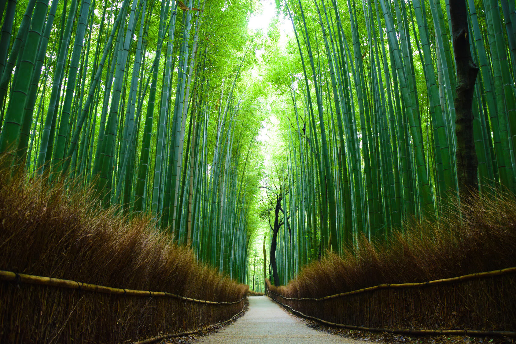 Die schönsten Naturschauplätze der Welt - Der Arashiyama-Bambushain in Japan