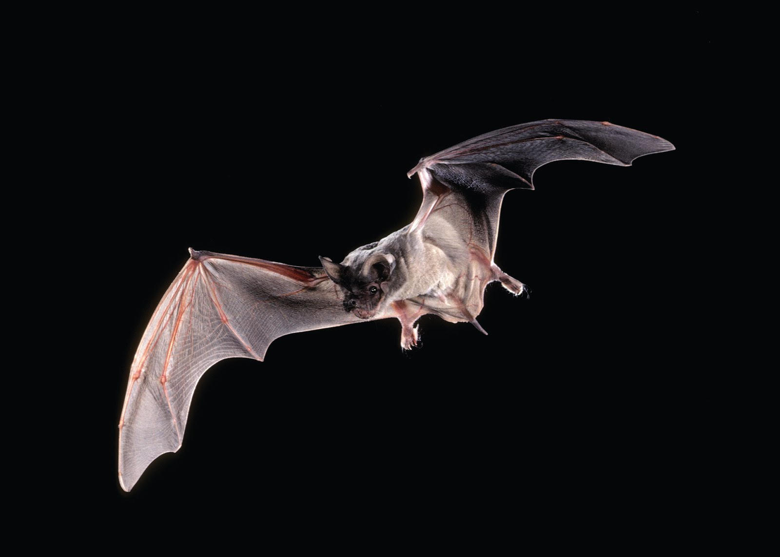 Top Animals Humans Need to Survive - Bats