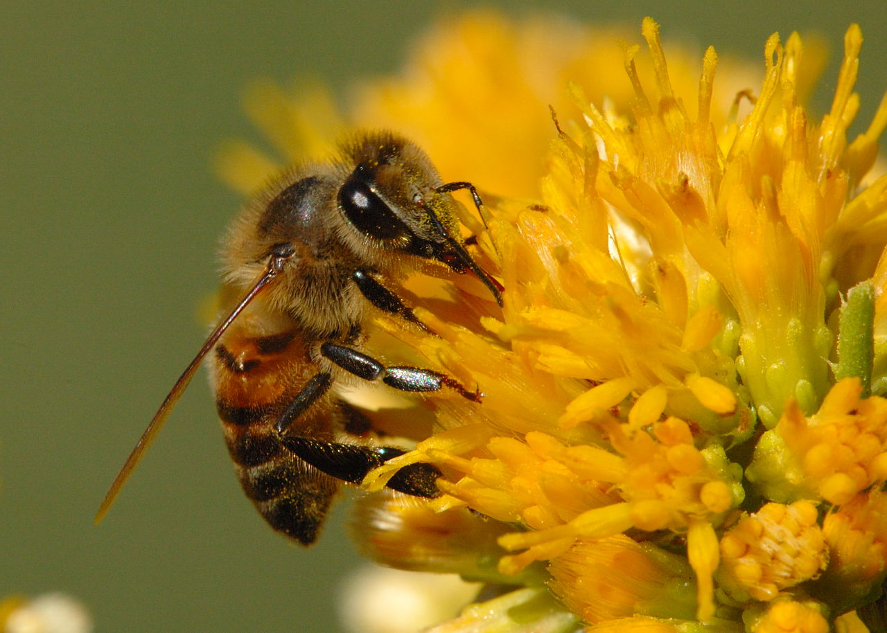 Die wichtigsten Tiere für das Überleben der Menschen – Bienen