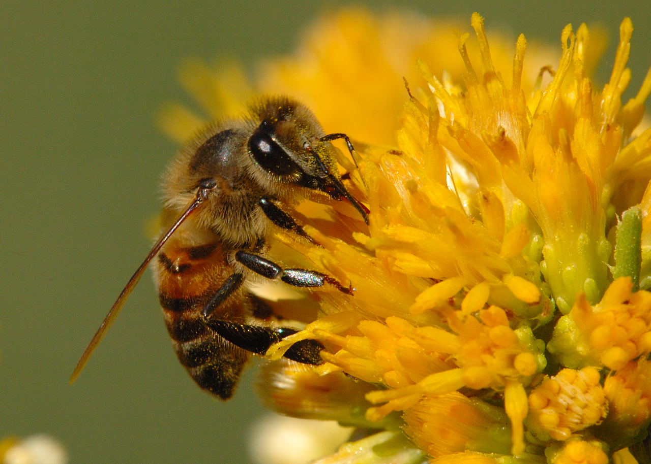 Los animales básicos para la vida humana – Abejas