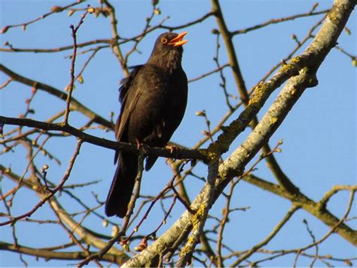 Classement des animaux dont l'humain a besoin pour survivre - les oiseaux