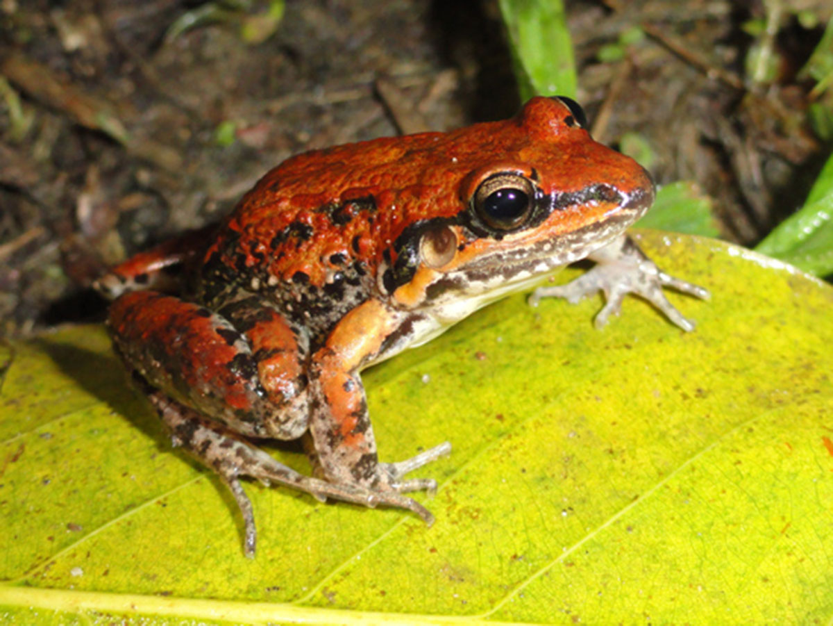 Classement des animaux dont l'humain a besoin pour survivre - Les grenouilles