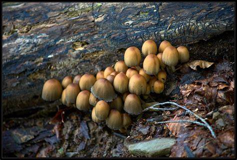 Classement des animaux dont l'humain a besoin pour survivre - Les Champignons