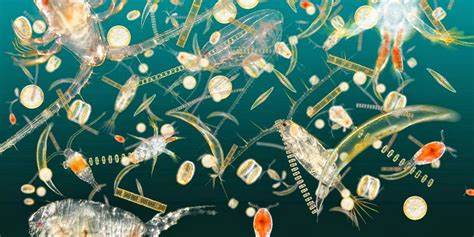 Classement des animaux dont l'humain a besoin pour survivre - Plancton