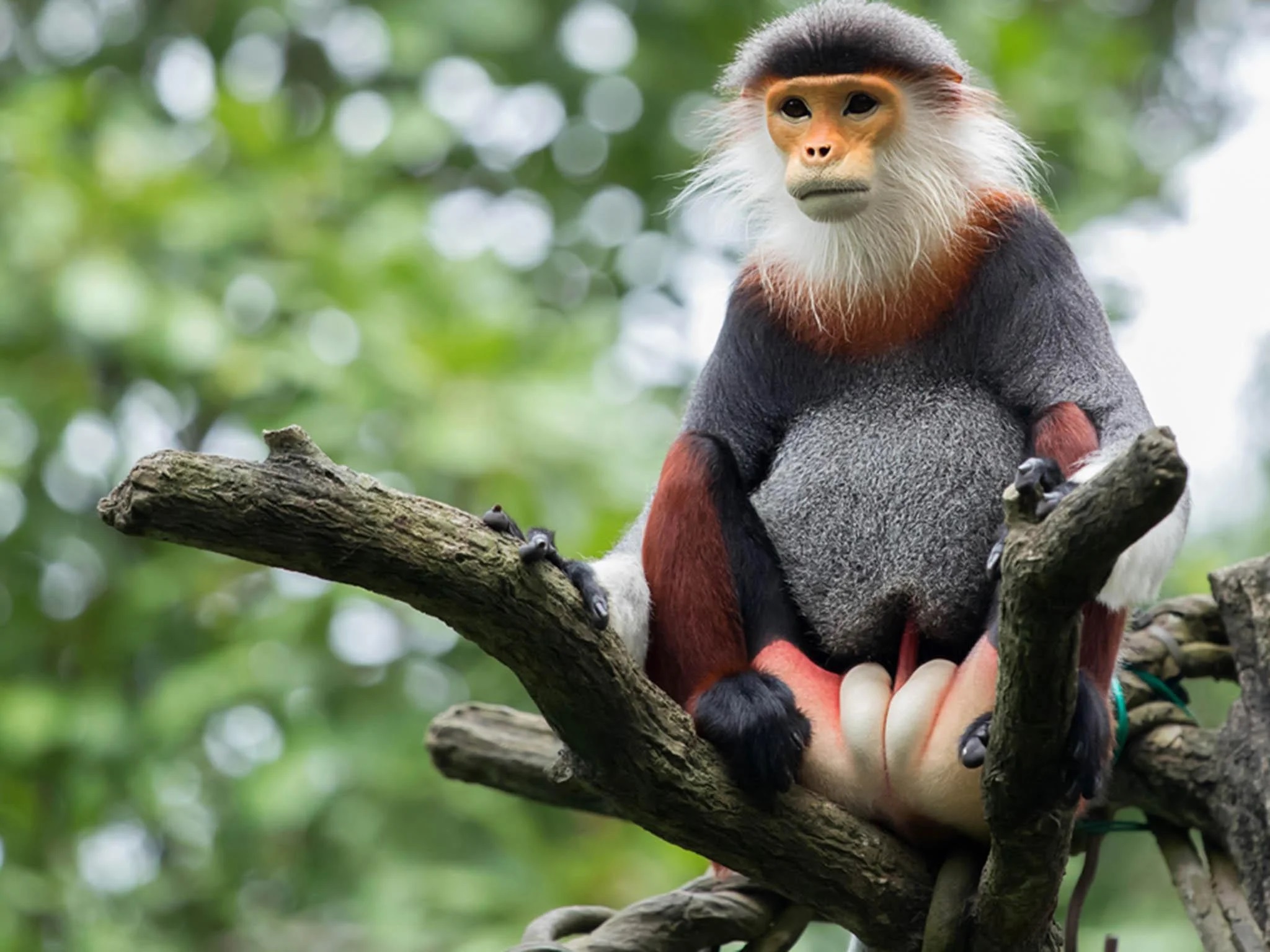 Los animales básicos para la vida humana – Primates