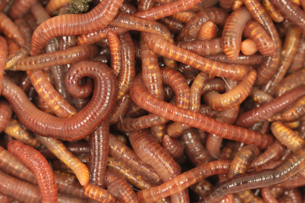 Die wichtigsten Tiere für das Überleben der Menschen – Würmer