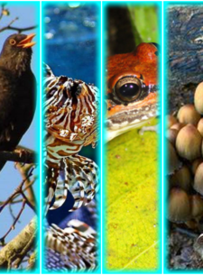 Top Animals Humans Need to Survive - Cover
