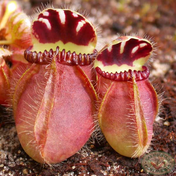 Albany Pitcher Plant