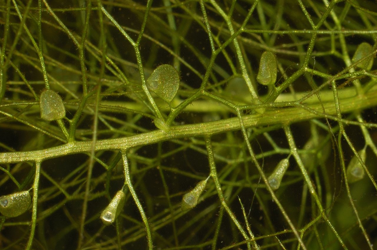 Bladderwort