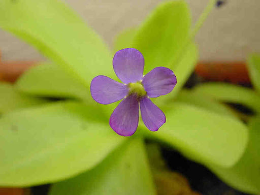 Butterwort